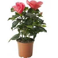 hibiscus trandafir japonez in ghiveci 30 cm imagen 16_1_
0