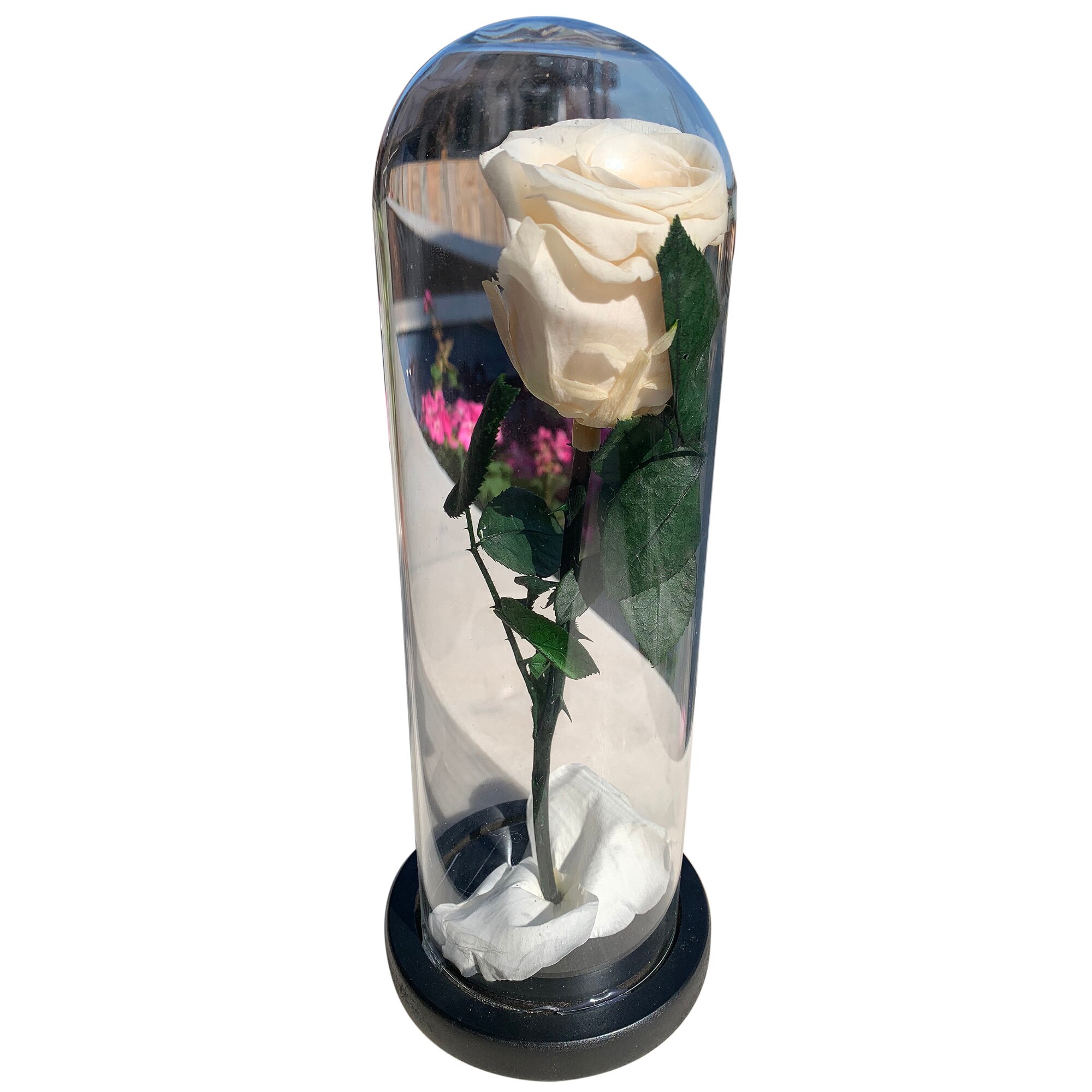 Trandafir criogenat KotaBaby