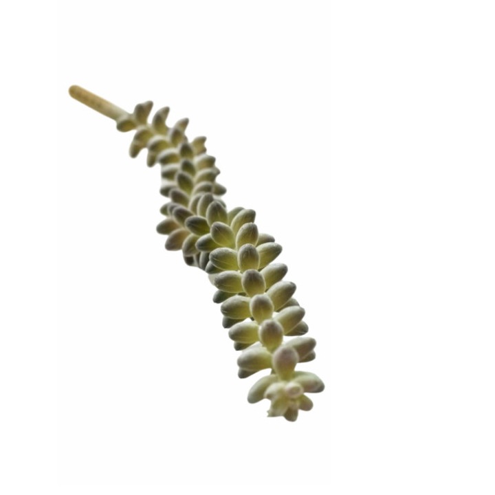 Силиконово растение Stilvera Donkey Tail, за декорация, Зелен