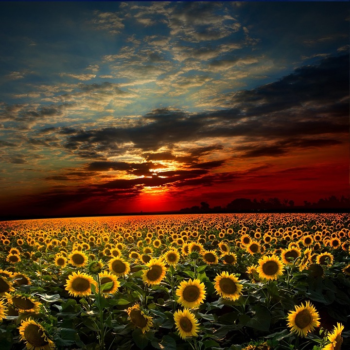 Háttérkép Natura 22 - 100x100cm - Best Décor
