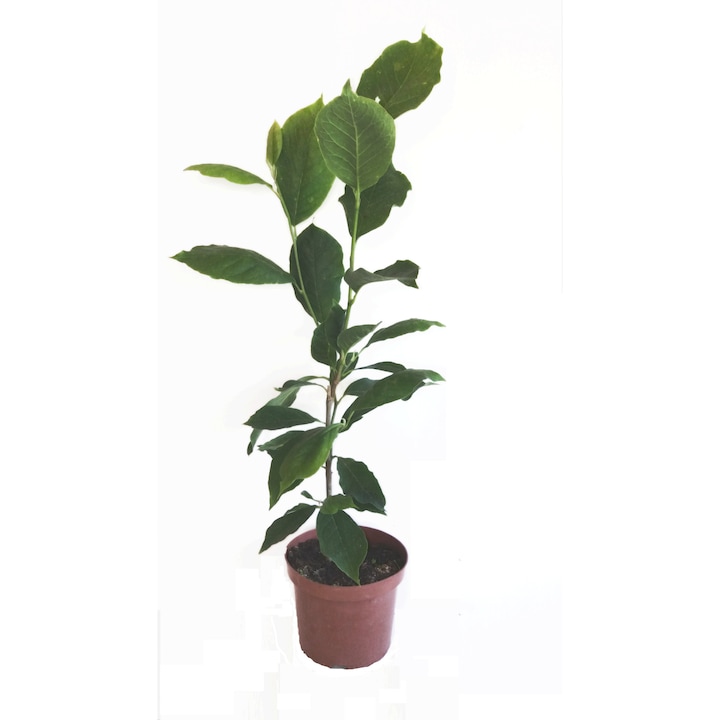 Magnolie galbena "LimeLight" 60-80 cm , doua infloriri pe an