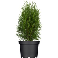 tuia - thuja occidentalis smaragd 25-30 cm imagen 12_0_
0
