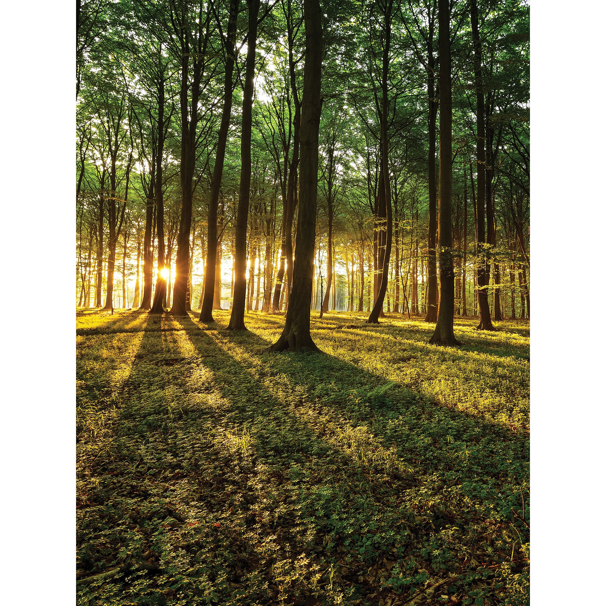 Fototapet DEGRETS 83366 Padure 254x184cm