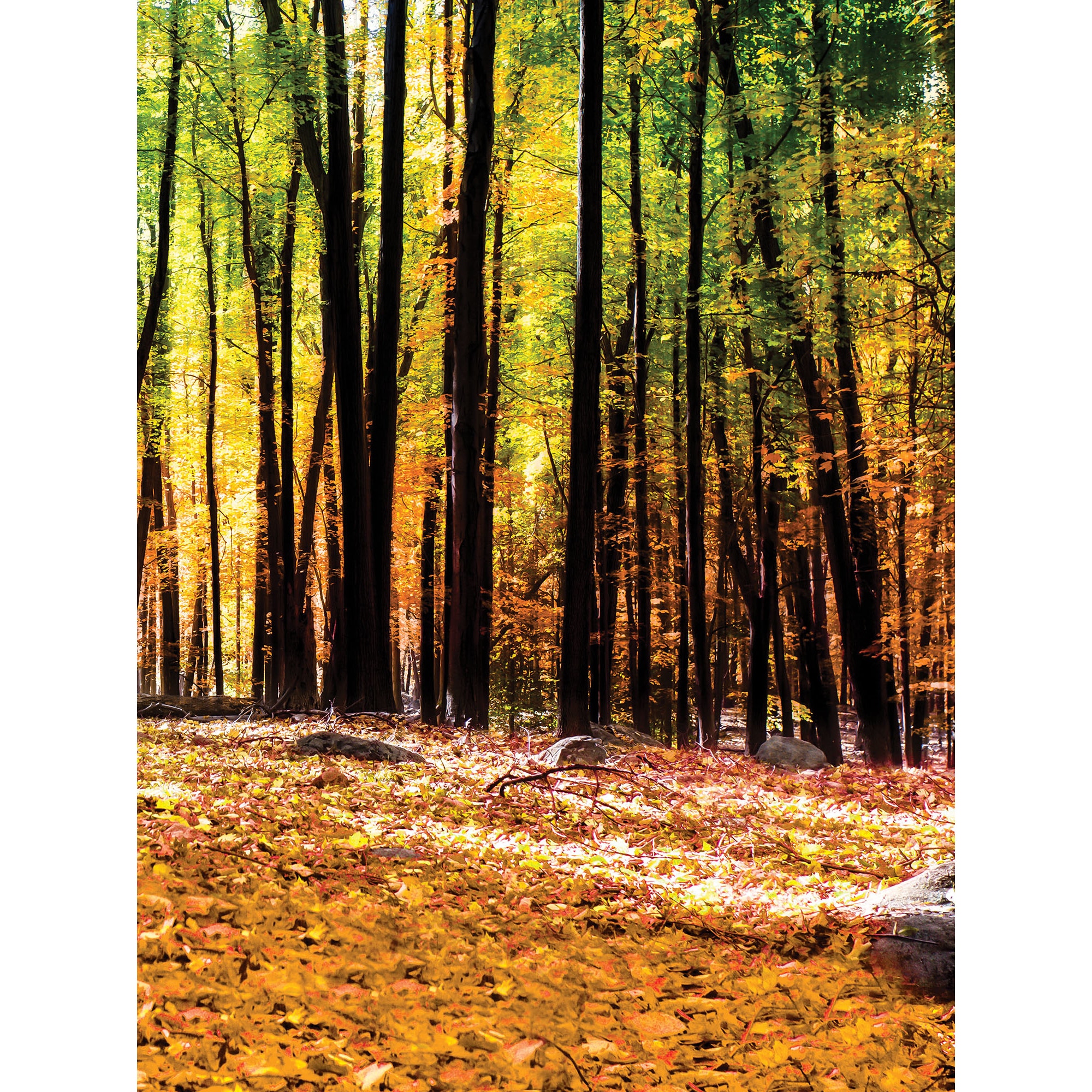 Fototapet DEGRETS 83353 Padure de toamna 2 254x184cm