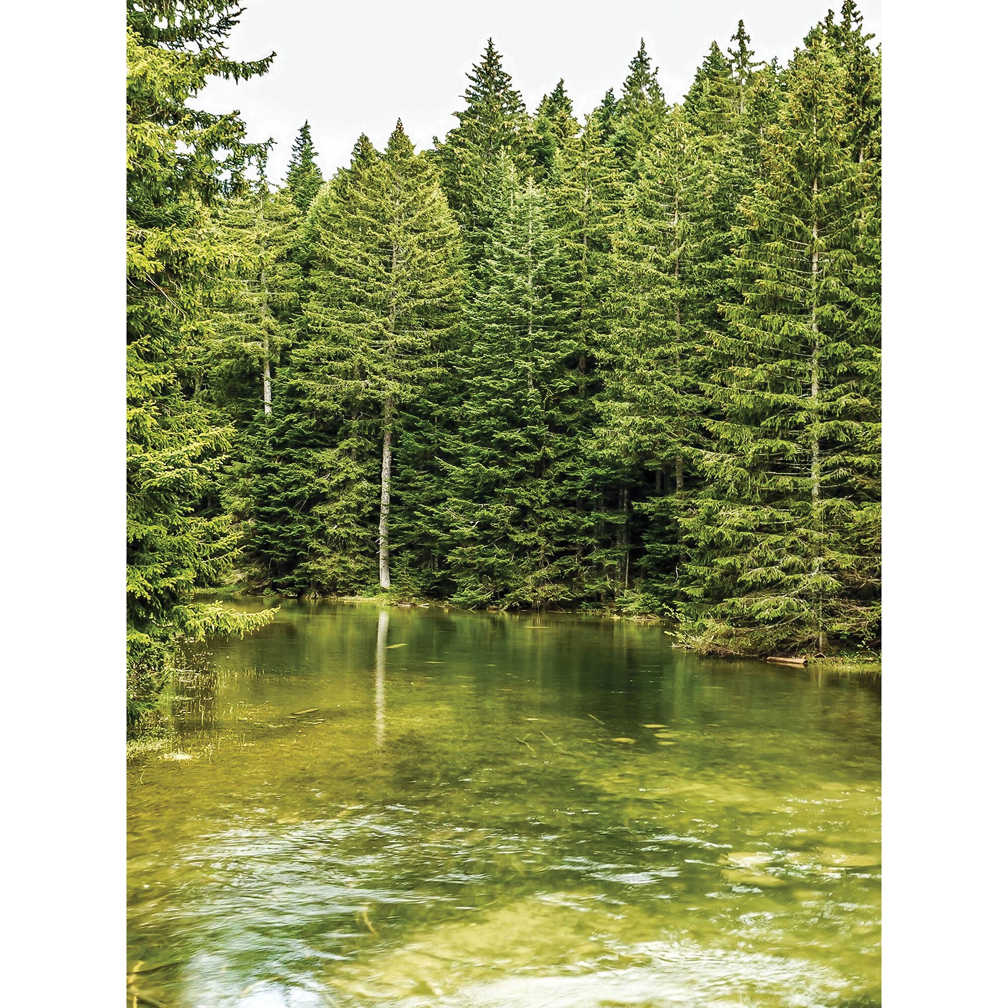 Fototapet DEGRETS 83352 Paradis de padure 254x184cm