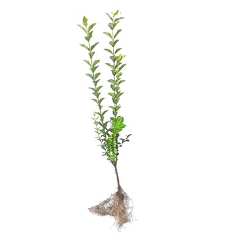 Pachet 50 buc Lemn cainesc,dimensiunea 70-80 cm,plante pentru gard viu Pachet 50 buc Lemn cainesc,dimensiunea 70-80 cm,plante pentru gard viu