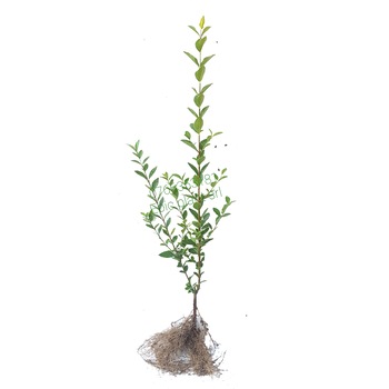 Plante pentru gard viu 50-60 cm,Lemn cainesc Plante pentru gard viu 50-60 cm,Lemn cainesc