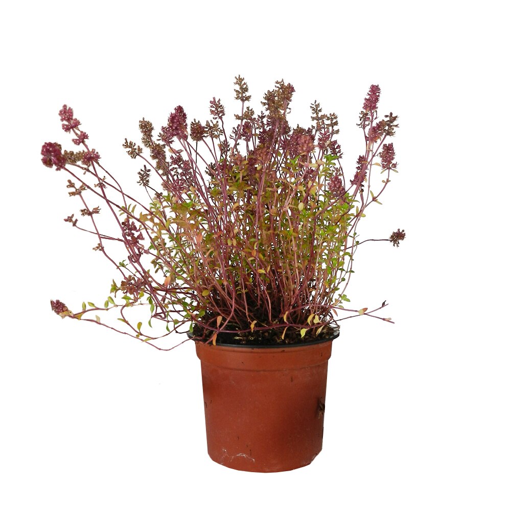 Cimbrisor - Thymus citriodorus "Aureus" - eMAG.ro