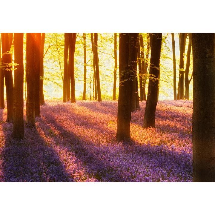 Fototapet Vlies peisagistic Wizard & Genius 952 Verde/Mov 366 X 254cm