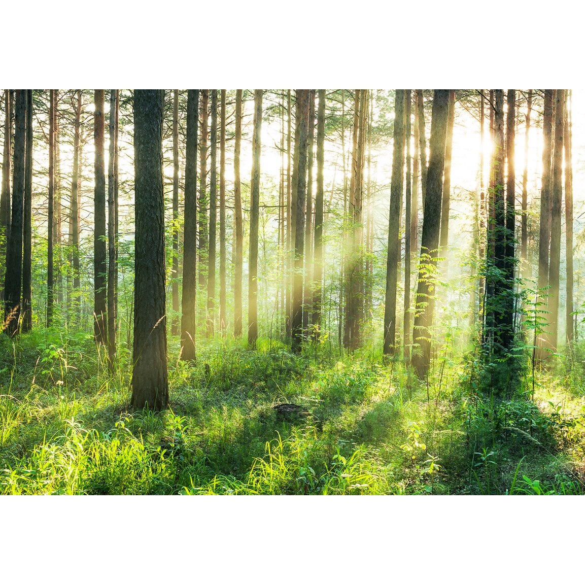 Fototapet Vlies Natura Wizard & Genius 964 Verde 366 X 254cm ( LxI )