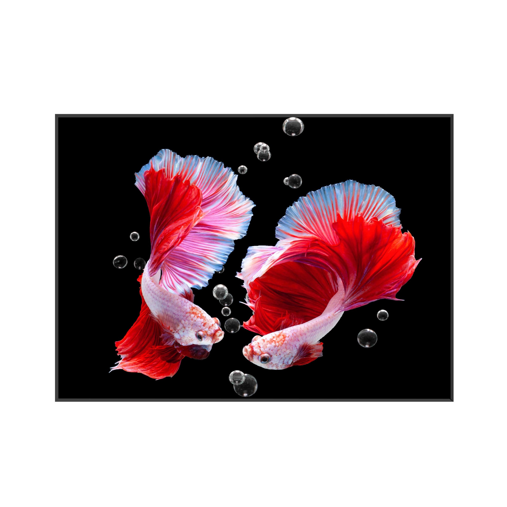 Sticla bucatarie securizata Saint Gobain Glass®, imprimata 90x65cm, protectie antistropire pentru aragaz, Ambra Deco, Pesti rosii