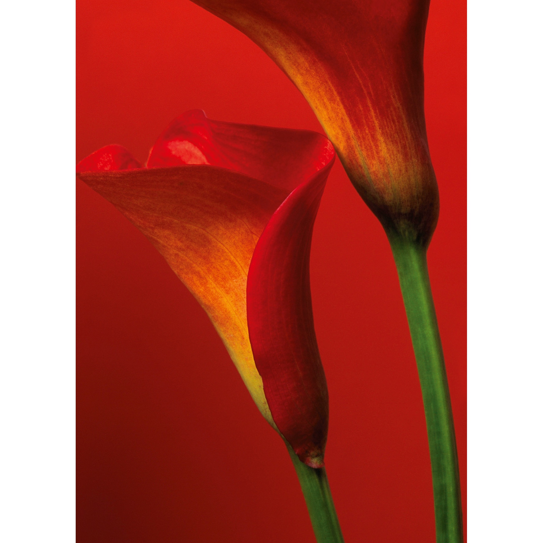 Fototapet floral Wizard & Genius 406 Rosu 183 X 254cm (LxI )