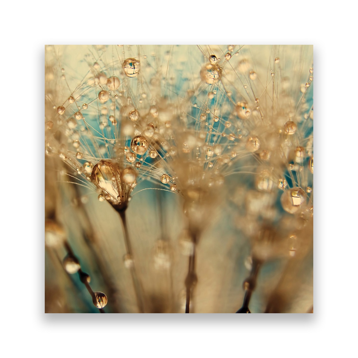 Tablou Canvas -Floral, Picaturi, Dimineata, 60 x 60 cm