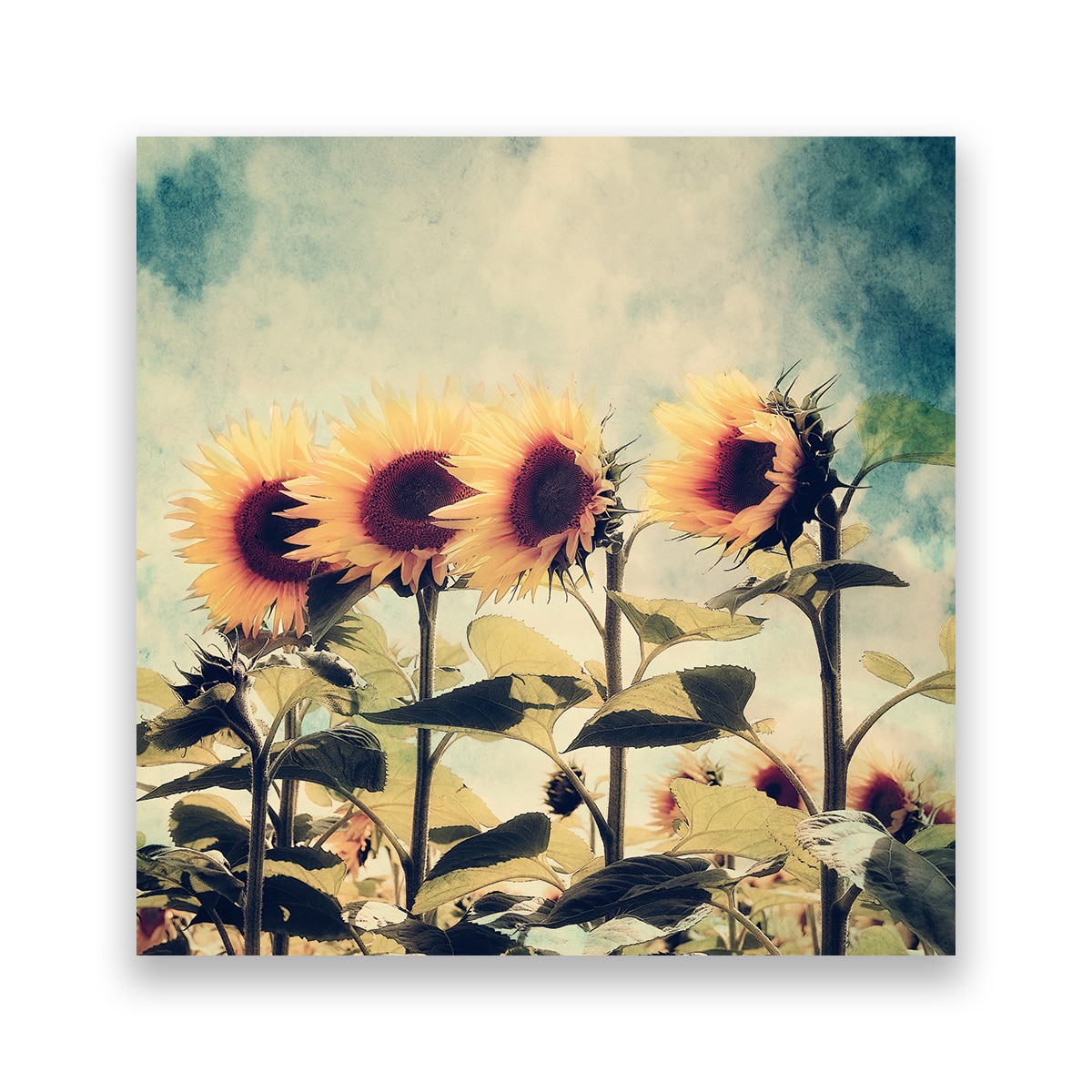 Tablou Canvas - Floarea-Soarelui, Camp, 80 x 80 cm