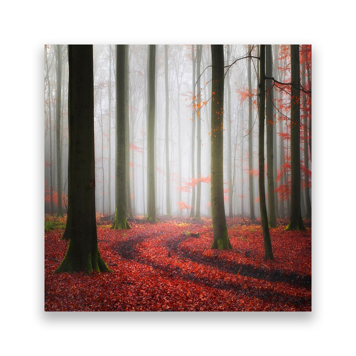 Tablou Canvas - Padure, Copaci, Frunze, 80 x 80 cm