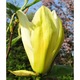 Magnolie galbena "LimeLight" 60-80 cm , doua infloriri pe an