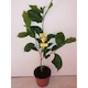 Magnolie galbena "LimeLight" 60-80 cm , doua infloriri pe an