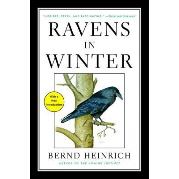 Ravens in Winter, Bernd Heinrich (Author)