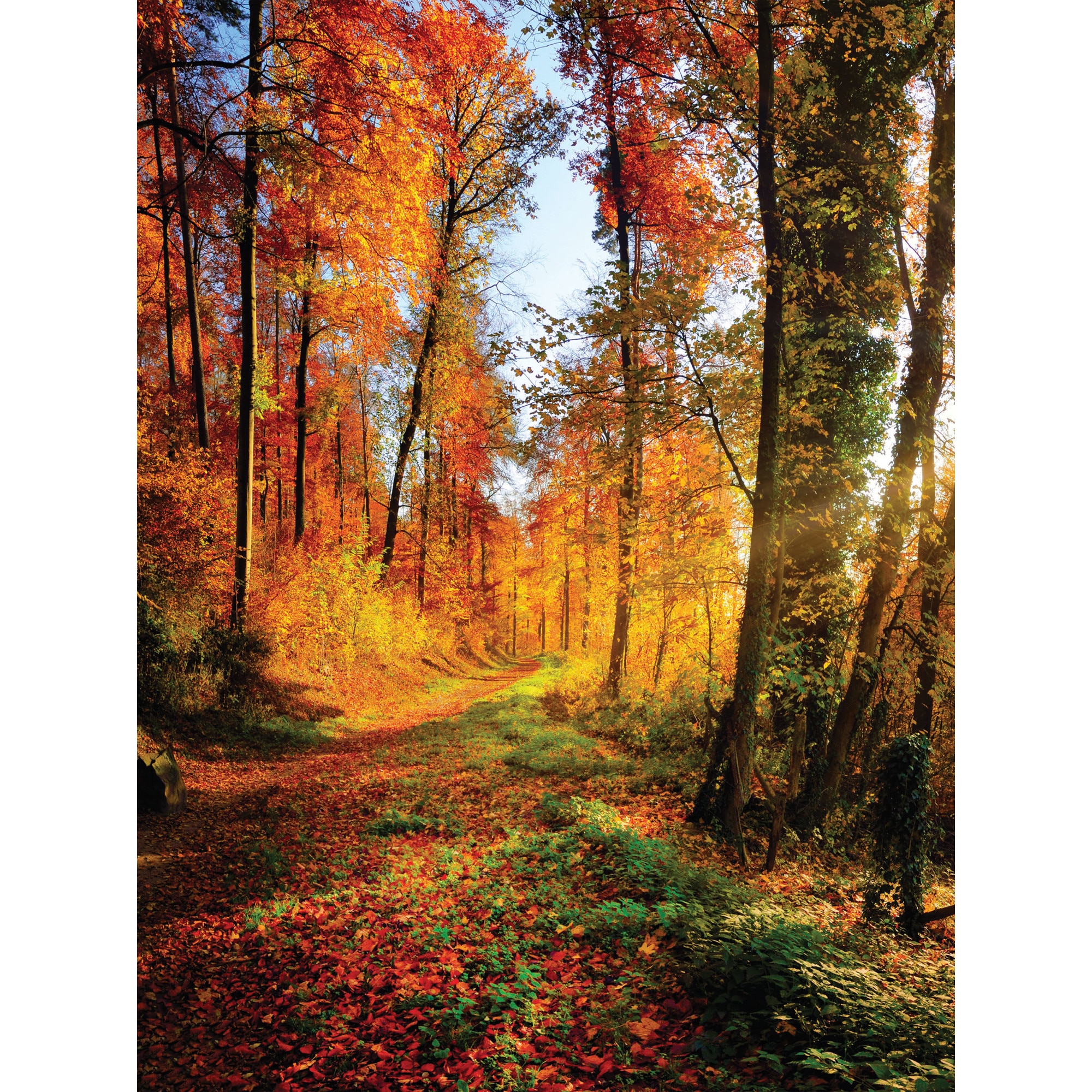 Fototapet DEGRETS 83364 Padure de toamna 1 254x184cm