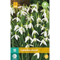Bulbi Ghiocei Galanthus White, Holland, 10 buc