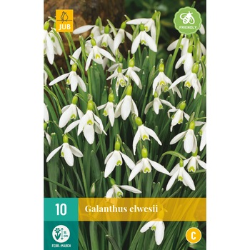 Bulbi Ghiocei Galanthus White, Holland, 10 buc Bulbi Ghiocei Galanthus White, Holland, 10 buc