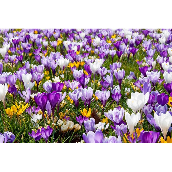 Bulbi, Branduse Crocus Species Mix, Jub Holland, 50 buc