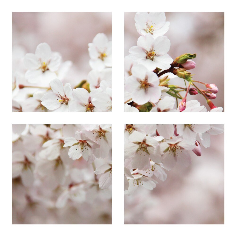 Floare de cirese - Tablou canvas 4 piese - 80x80cm