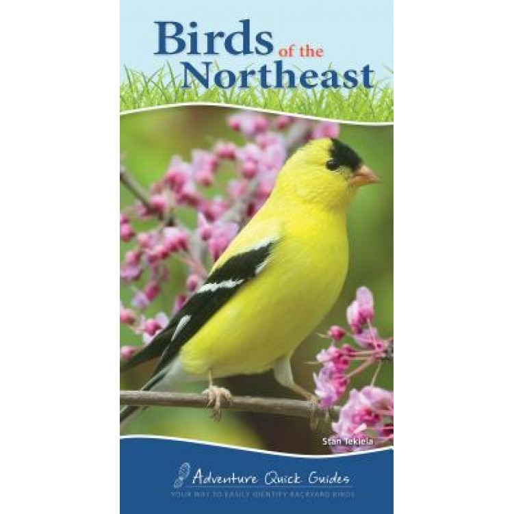 Birds of the Northeast Quick Guide, Stan Tekiela (Author)