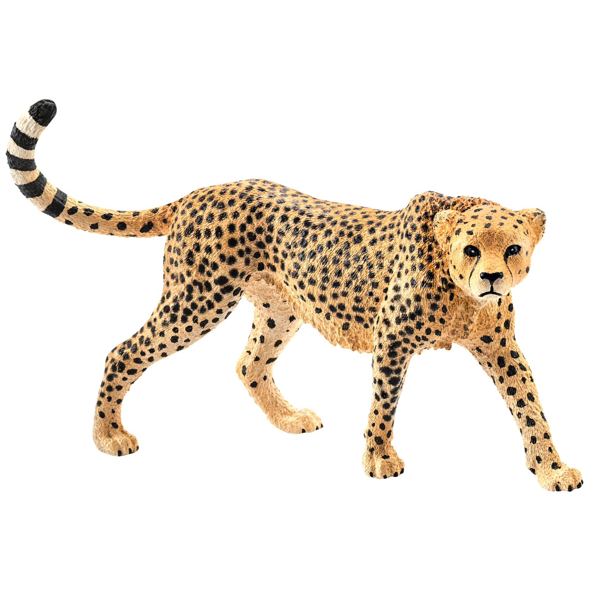 Caracteristicile ghepardului, habitat de hrănire