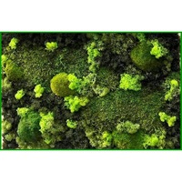 Tablou vegetal 5, fara rama, din muschi si licheni naturali, stabilizati - 60 cm x 40 cm