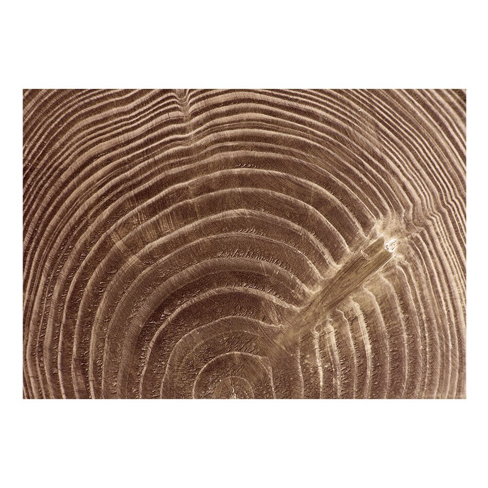 Fototapet vlies vlies - Arbore crud - 200 x 140 cm