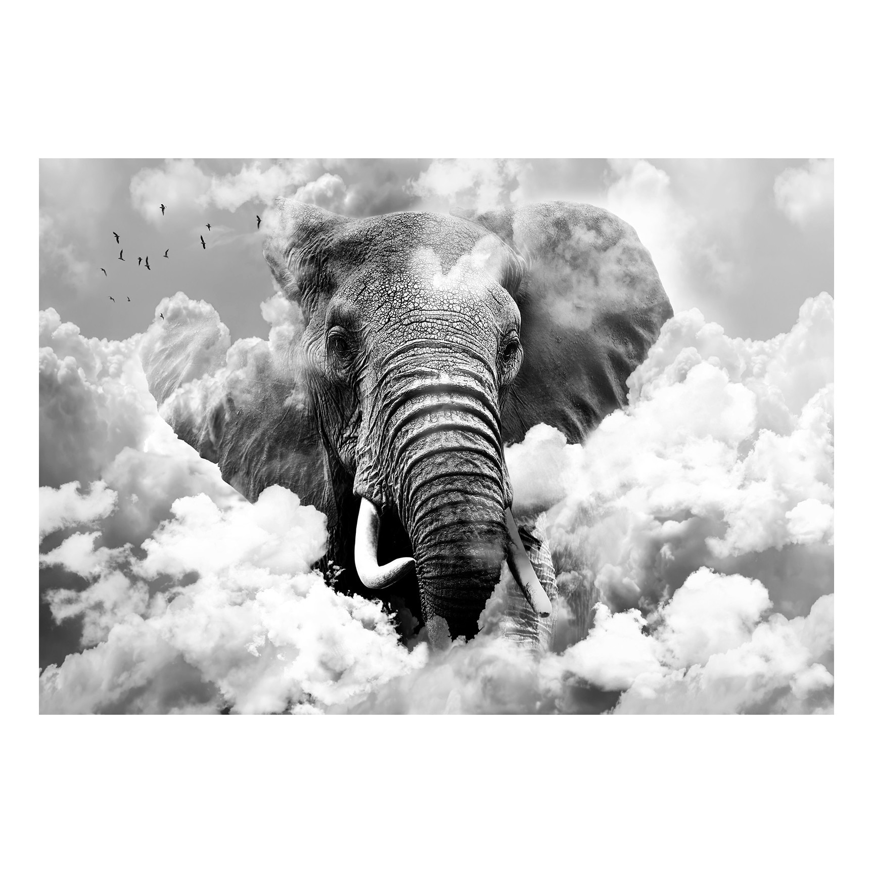 Fototapet vlies - Elefant In nori alb-negru - 250 x 175 cm