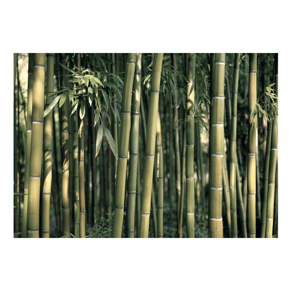 Fototapet vlies - Exotic bamboo - 200 x 140 cm