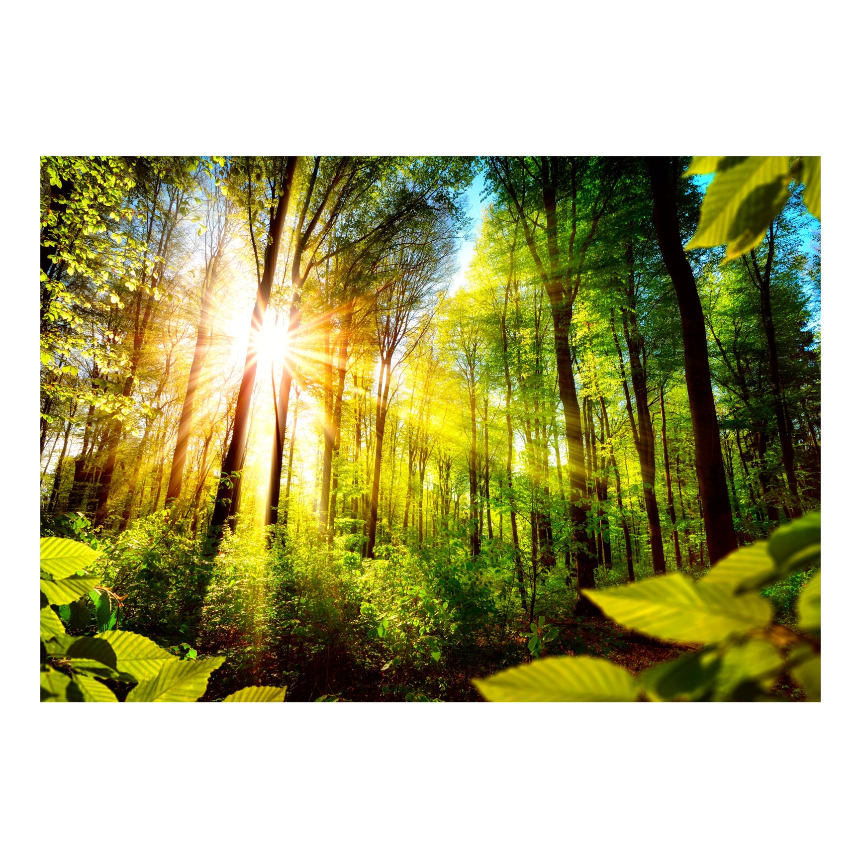 Fototapet vlies - Hideout Forestier - 200 x 140 cm