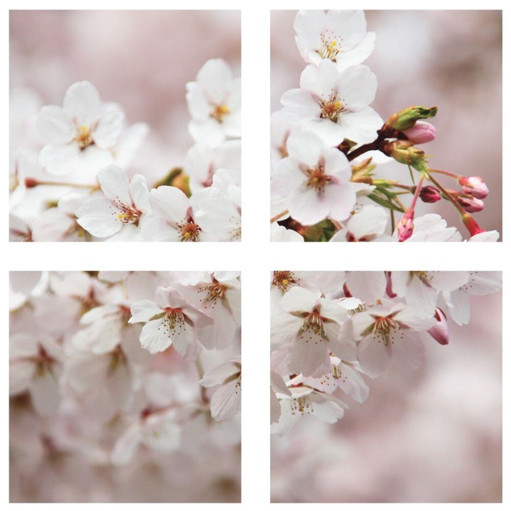 Tablou YEM1206, 4 piese, Flori de cires, canvas + sasiu brad, 80 x 80 cm