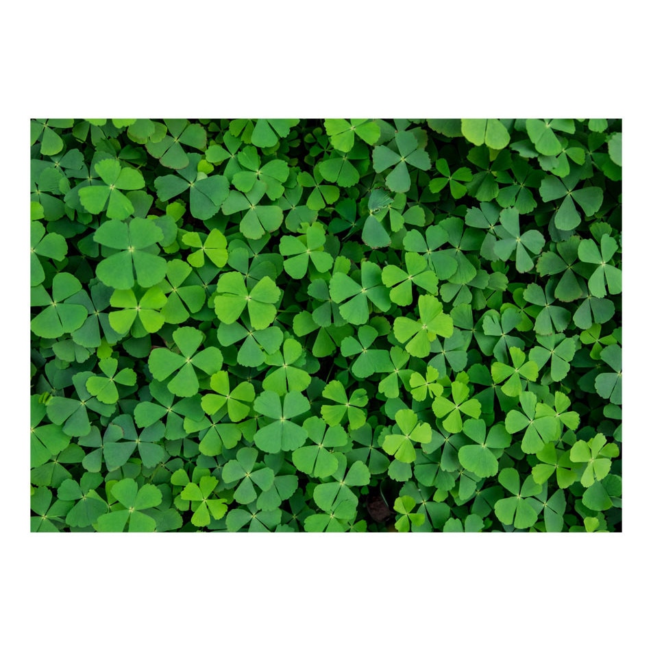 Fototapet vlies - Trifoi verde - 400 x 280 cm