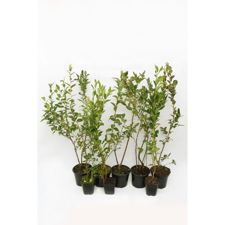 Pachet de 8 arbusti pe rod, afini la ghivece individuale, Natural Invest, cu inaltime 60-80 cm, varsta 4 ani