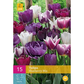 Lalele Blueberry Mix, Holland, Bulbi 15 buc Lalele Blueberry Mix, Holland, Bulbi 15 buc