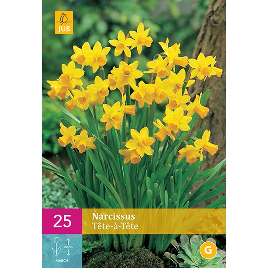 Narcise Tete a Tete, Holland, Bulbi 25 buc