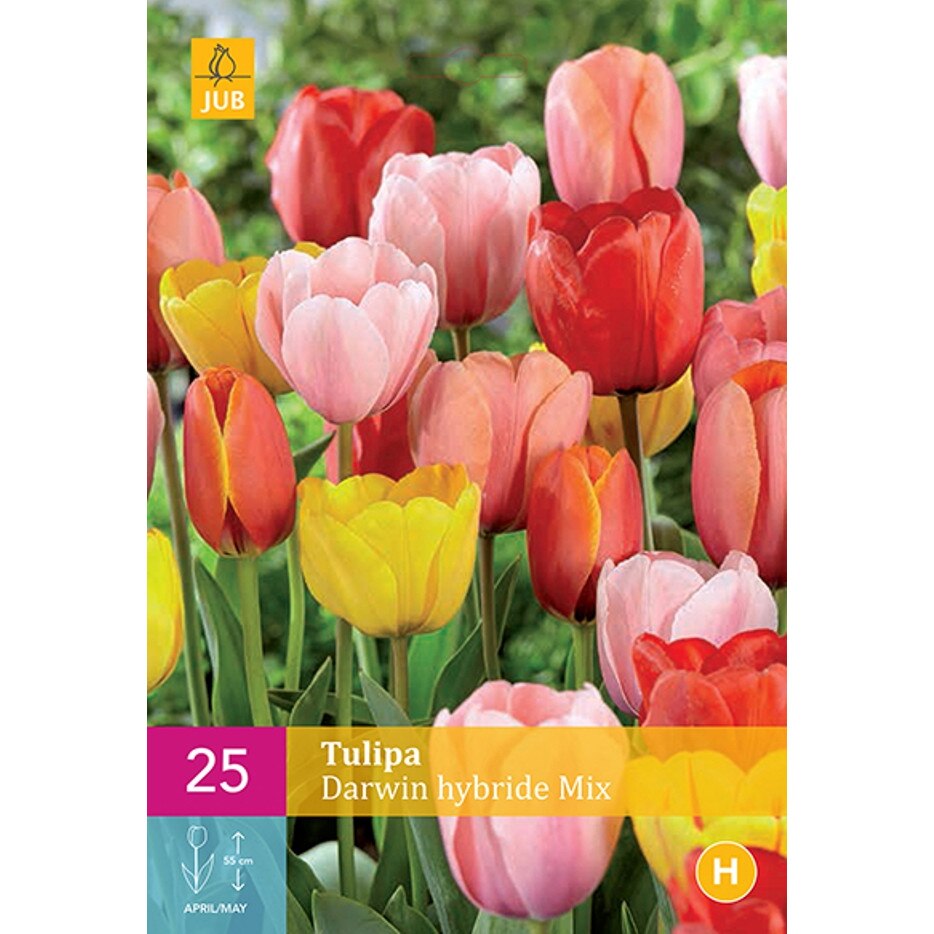 Lalele Darwin Hybrid Mix, Holland, Bulbi 25 buc