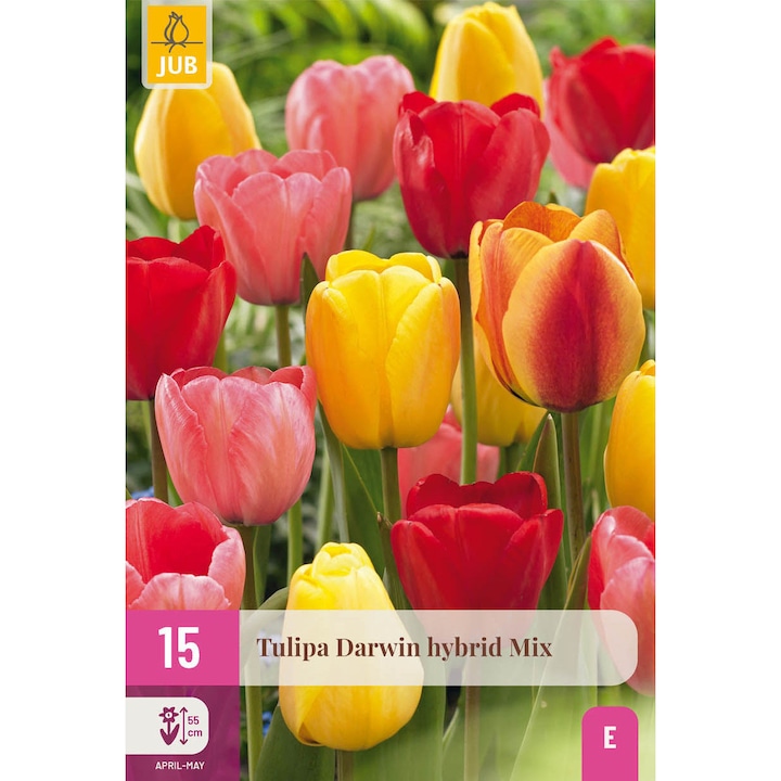 Луковици на цветя, Лалета Tulips Darwin Hybrid Mix, Jub, 15 бр