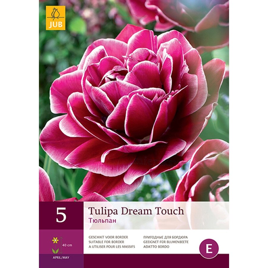 Lalele Dream Touch, Holland, Bulbi 5 buc
