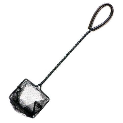 Minciog pesti acvariu negru 10 cm