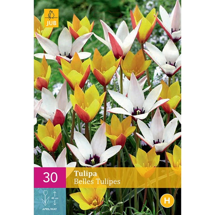 Lalele Belles Tulipes, Holland, Bulbi 25 buc