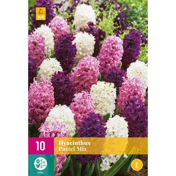 Zambile Pastel Mix, Holland, Bulbi 10 buc Zambile Pastel Mix, Holland, Bulbi 10 buc