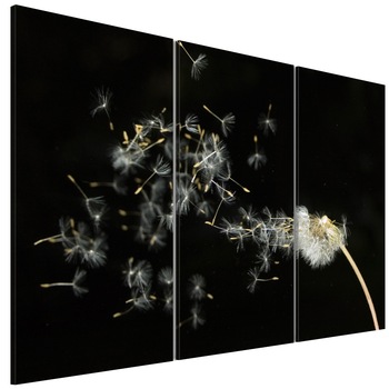 Tablou canvas 3 piese - Dandelions tranzitia - 90 x 60 cm Tablou canvas 3 piese - Dandelions tranzitia - 90 x 60 cm