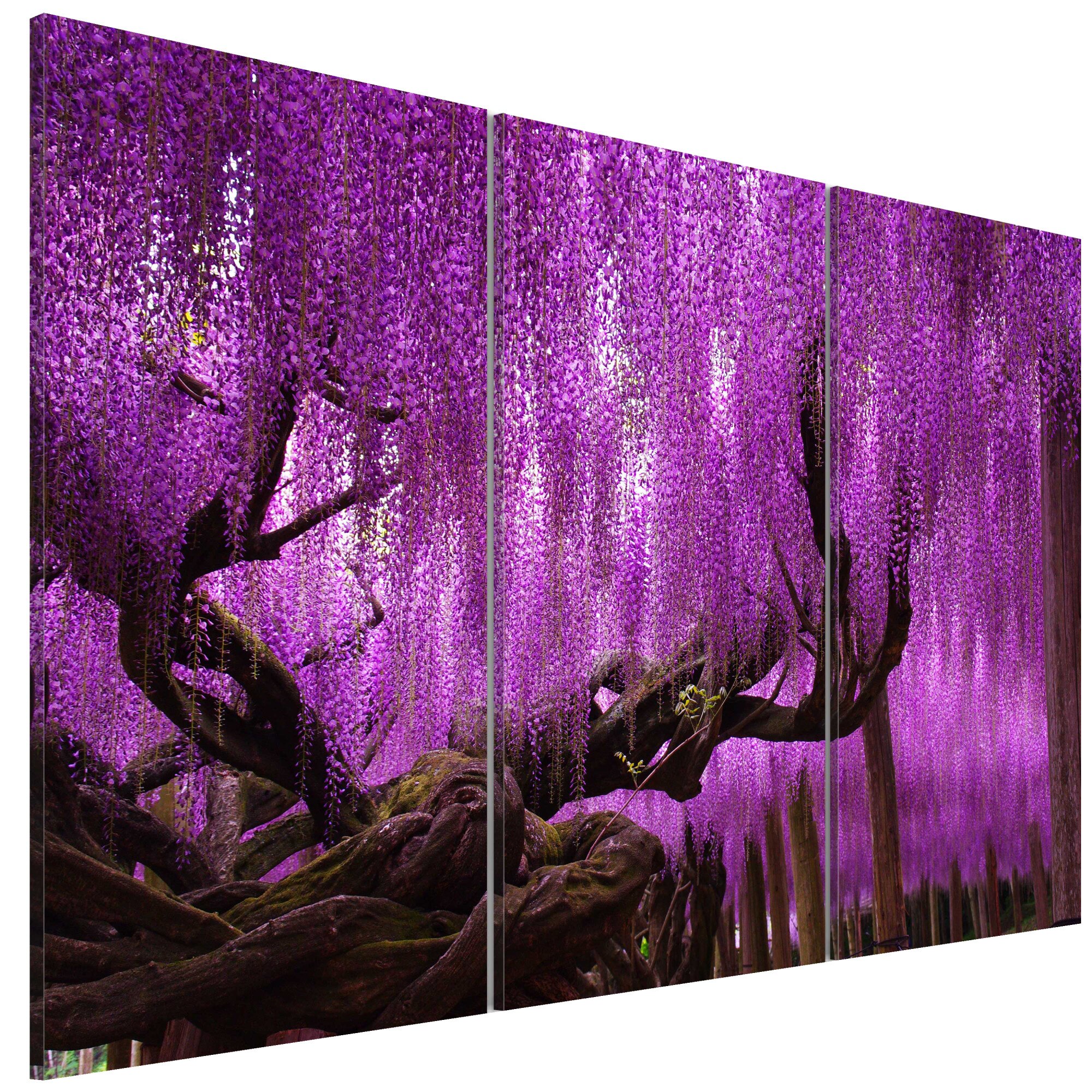 Tablou canvas 3 piese - Wisteria - 90 x 60 cm