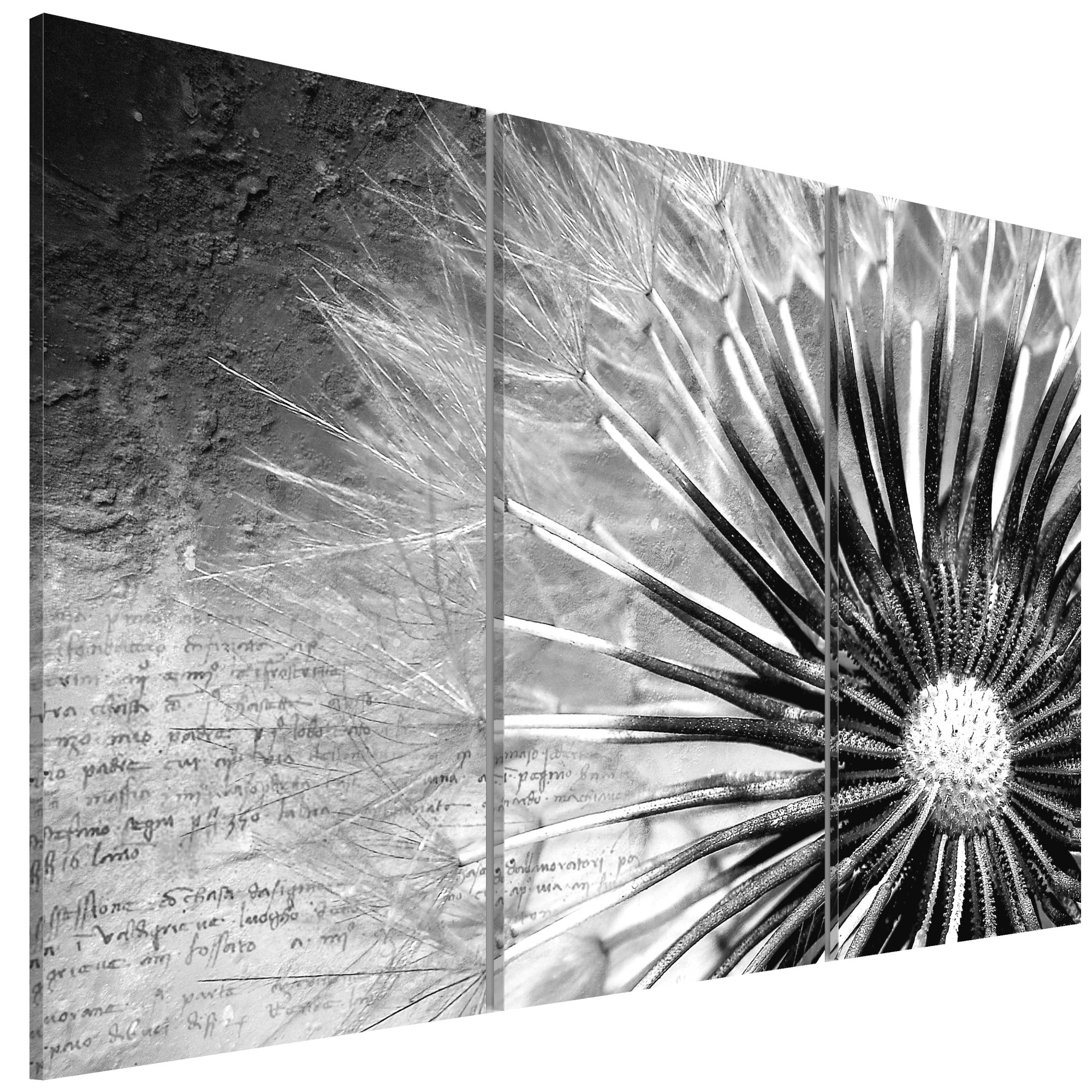 Tablou canvas 3 piese - Dandelion alb-negru - 90 x 60 cm