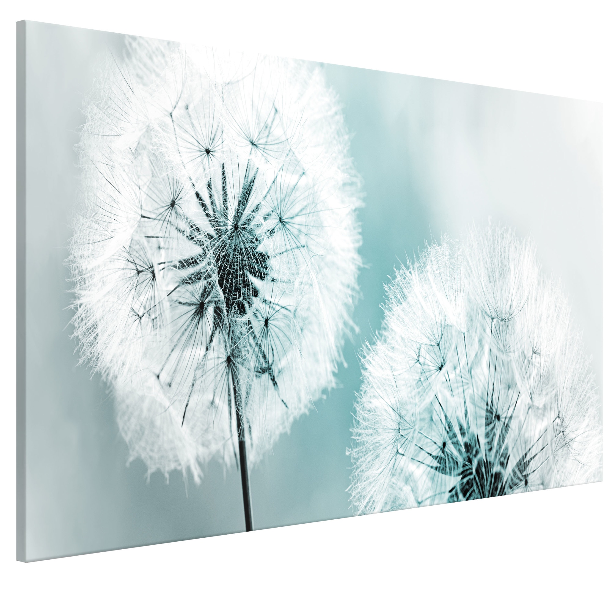 Tablou canvas - Dandelions pufoase albastru larg - 100 x 45 cm