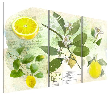 Tablou canvas 3 piese - Fructe lamaie - 90 x 60 cm Tablou canvas 3 piese - Fructe lamaie - 90 x 60 cm